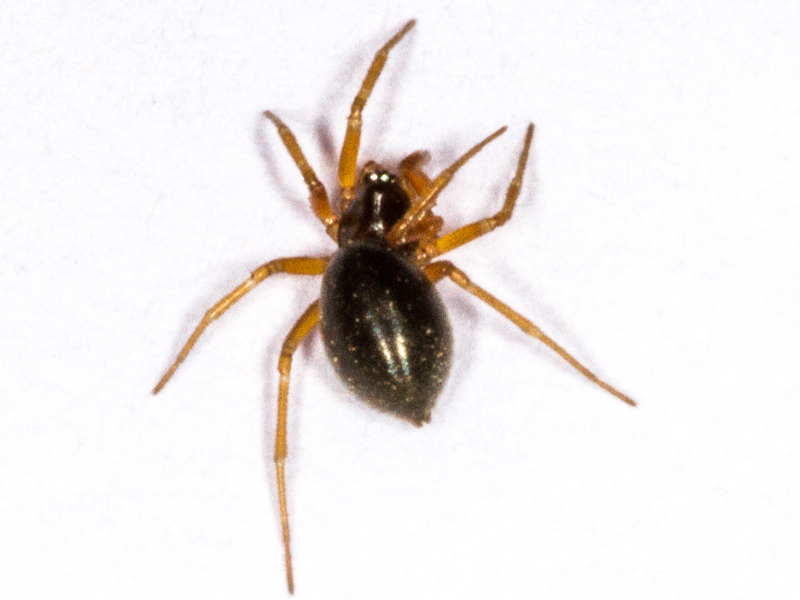 Oedothorax apicatus